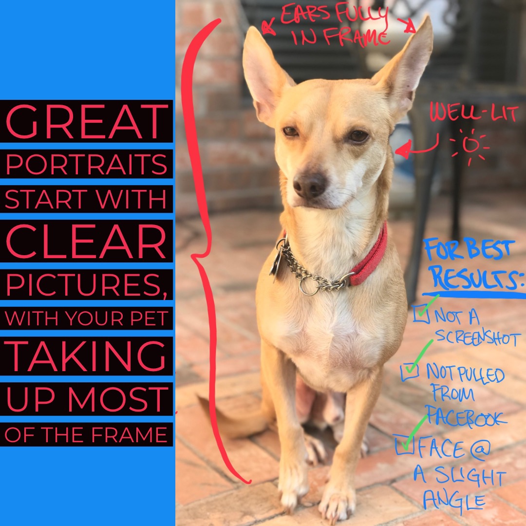 Historidography pet portrait guidelines chihuahua count doglorov