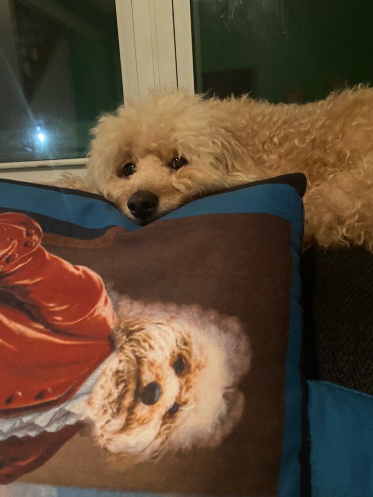 poodle throw pillow by historidography with Charlie the model from historidography.com